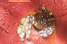 coral hermit crab